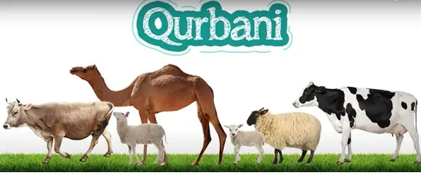 Eid Qurbani Animal 2021 IviewPakistan